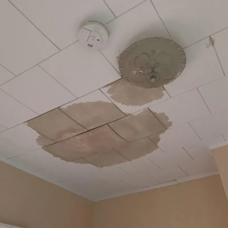 Ceiling Water Damage Repair in Carrollwood Village, FL